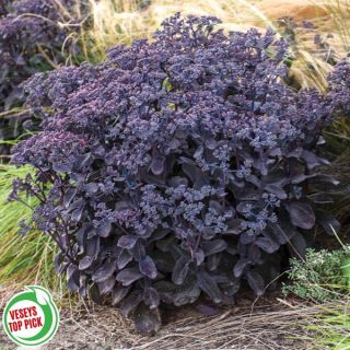 Back in Black Sedum Thumbnail